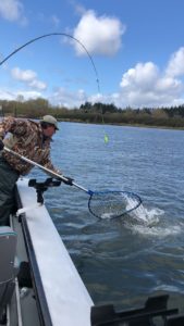 Catching a salmon with a net